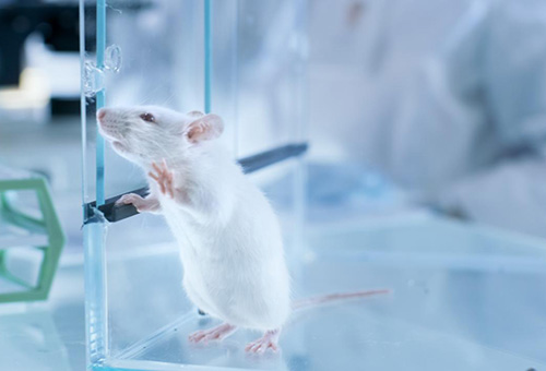 告別惡臭，守護呼吸健康，全面凈化動物實驗室空氣環(huán)境